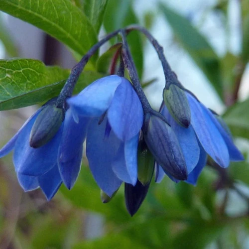 Sollya heterophylla