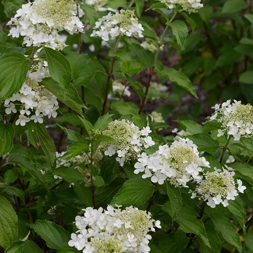 Hortensia paniculé Perle d'Automne