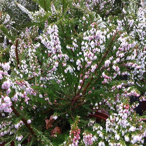 Bruyère arborescente Great Star® Le Vasterival