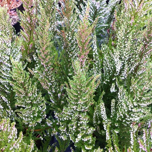 Bruyère arborescente Great Star® Le Vasterival