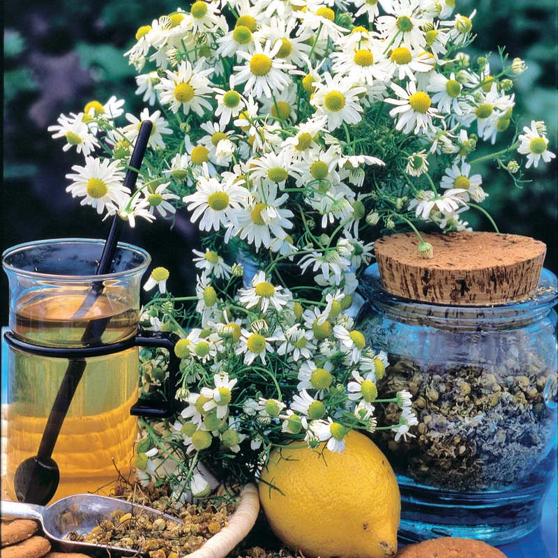 Camomille allemande