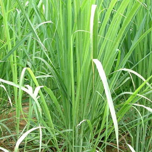 Cymbopogon citratus