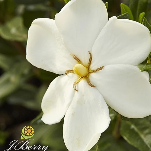 Gardénia Sweetheart