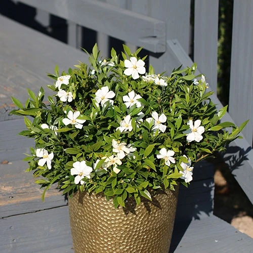 Gardénia Sweetheart