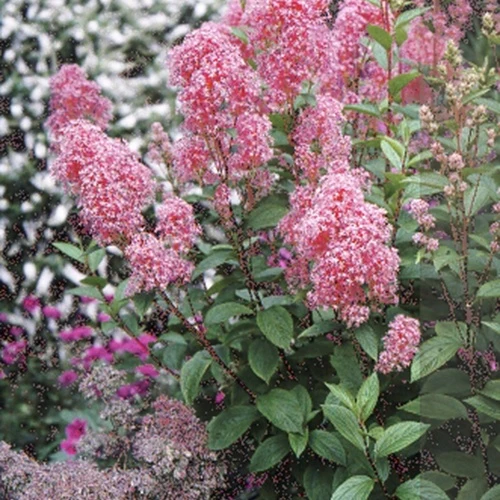 Céanothe Perle Rose
