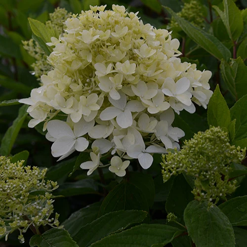 Hortensia paniculé Magical® Sweet Summer