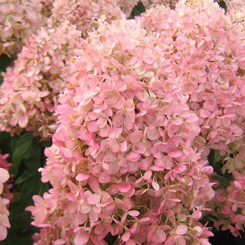 Hortensia paniculé Magical® Sweet Summer