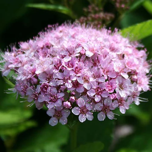 Spirée à feuilles de bouleau Pink Sparkler®