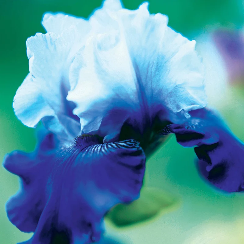 3 Iris de jardin remontant Best Bet