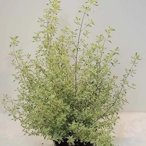 Menthe Australienne panachée