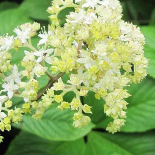 Rodgersia pinnata La Blanche