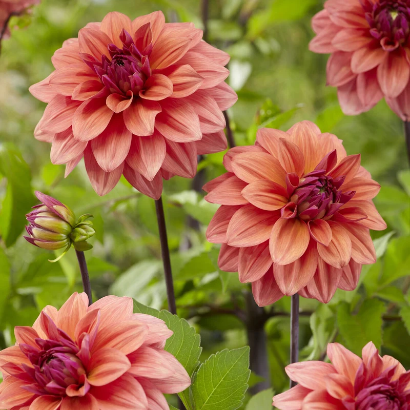 3 Dahlias décoratifs American Dawn