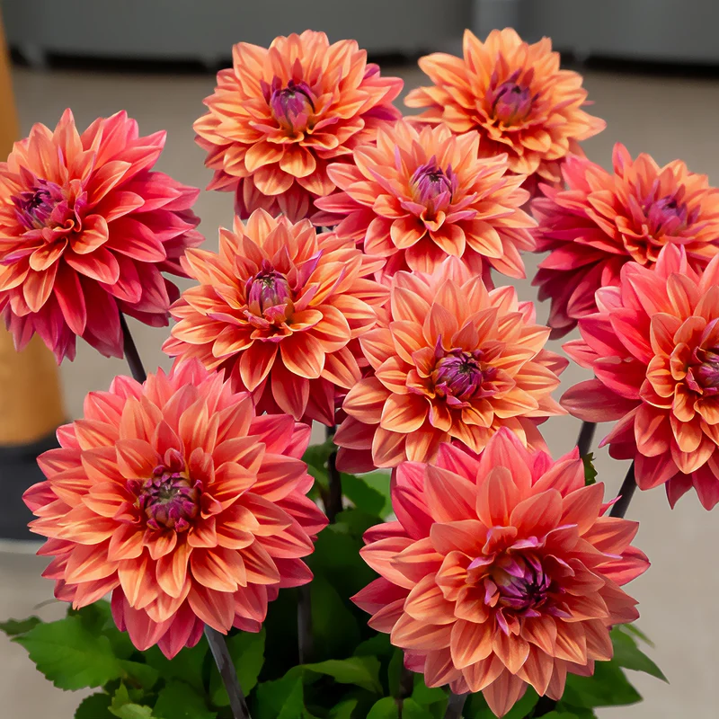 3 Dahlias décoratifs American Dawn