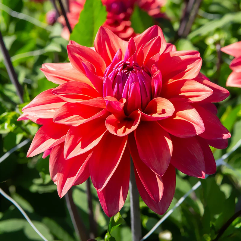 3 Dahlias décoratifs American Dawn