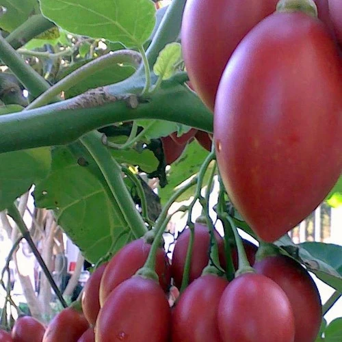 Tomate en arbre - Arbre à tomates