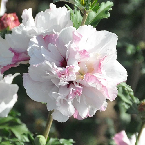 Hibiscus French Cabaret® Althéa French Cabaret® Pastel