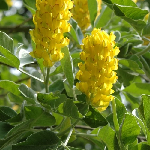 Argyrocytisus battandieri