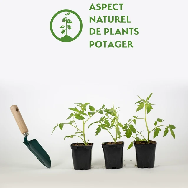 3 Plants de Tomate Saint Pierre F1