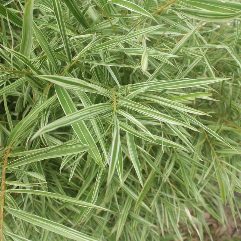 Bambou nain panaché
