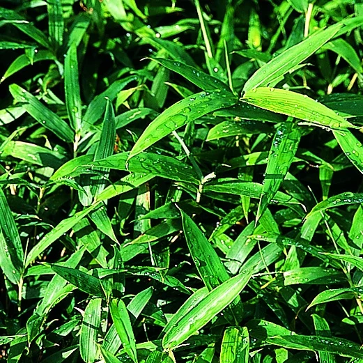 Bambou Pleioblastus distichus 3L