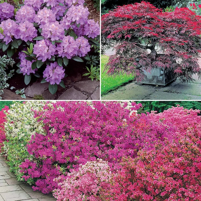 Collection de 5 arbustes d'ombre (3 azalées + 1 rhodo + 1 érable)
