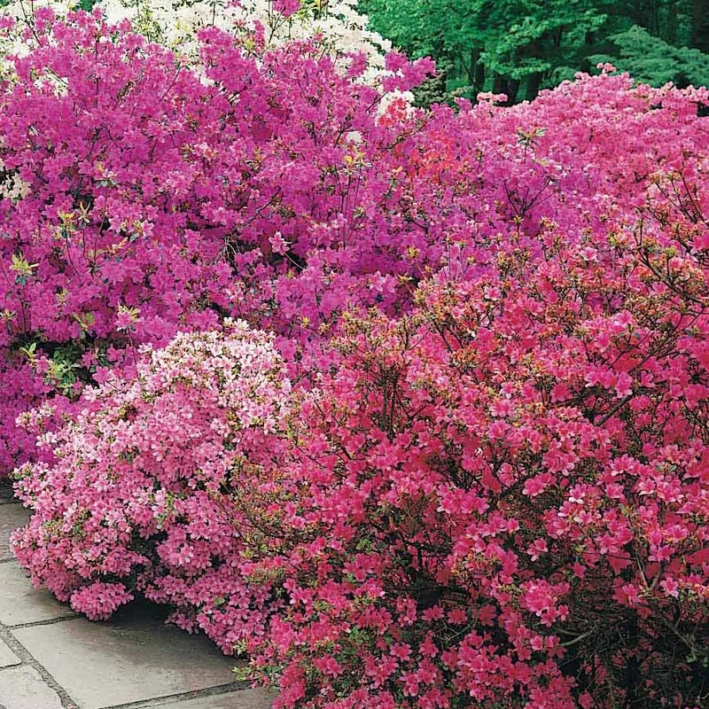 Collection de 5 arbustes d'ombre (3 azalées + 1 rhodo + 1 érable)