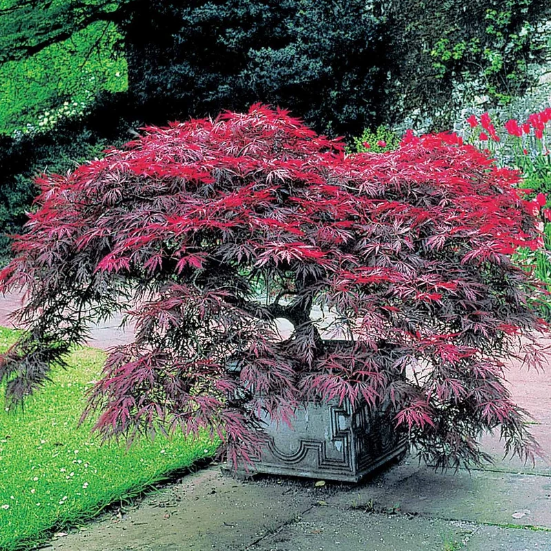 Collection de 5 arbustes d'ombre (3 azalées + 1 rhodo + 1 érable)
