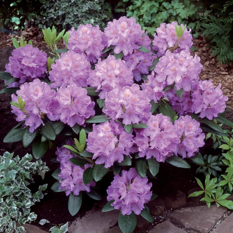 Collection de 5 arbustes d'ombre (3 azalées + 1 rhodo + 1 érable)