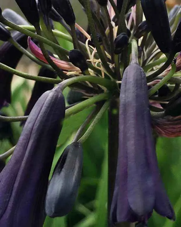 Agapanthe Black Magic
