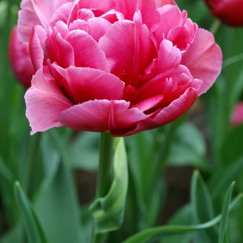 10 Tulipes Margarita