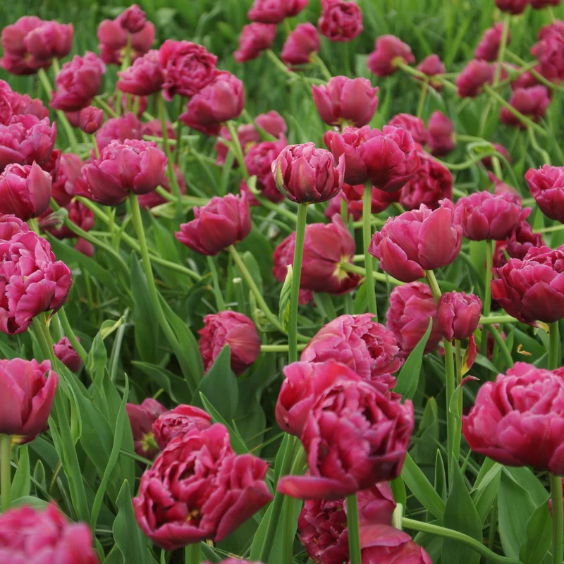 10 Tulipes Margarita