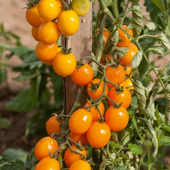 3 Plants de Tomate Gold nugget