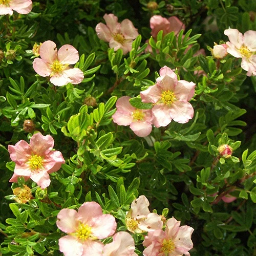 Potentille arbustive Lovely Pink® Pink Beauty