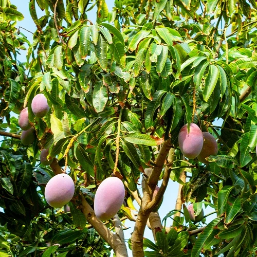 Manguier 'Osteen'