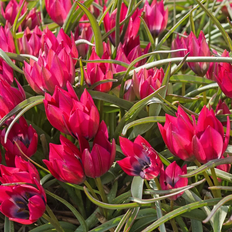 15 Tulipes Little Beauty