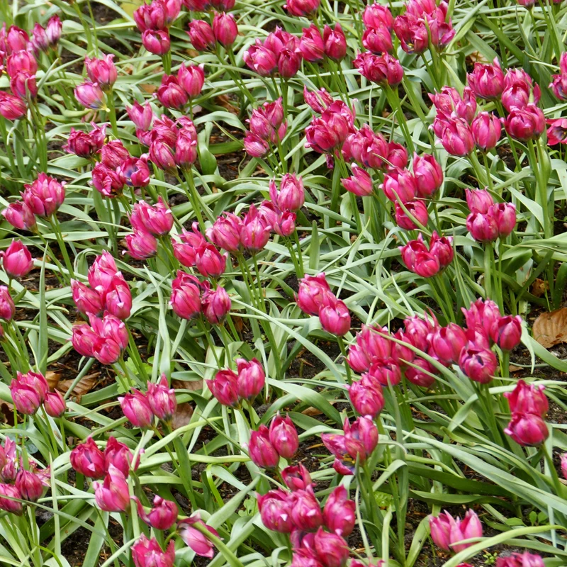 15 Tulipes Little Beauty