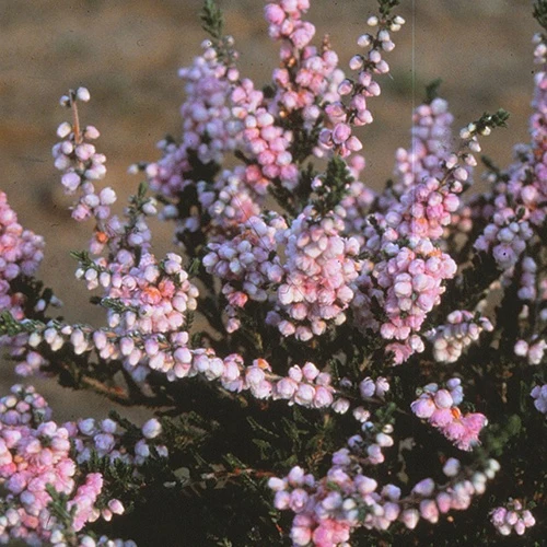 Bruyère d'été Elsie Purnell