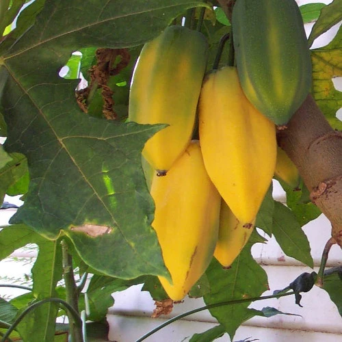 Carica pentagona