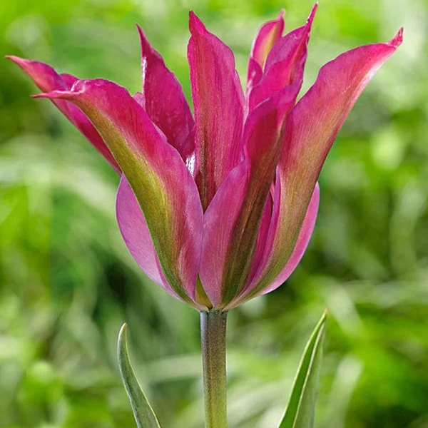 Tulipe Purple Dance