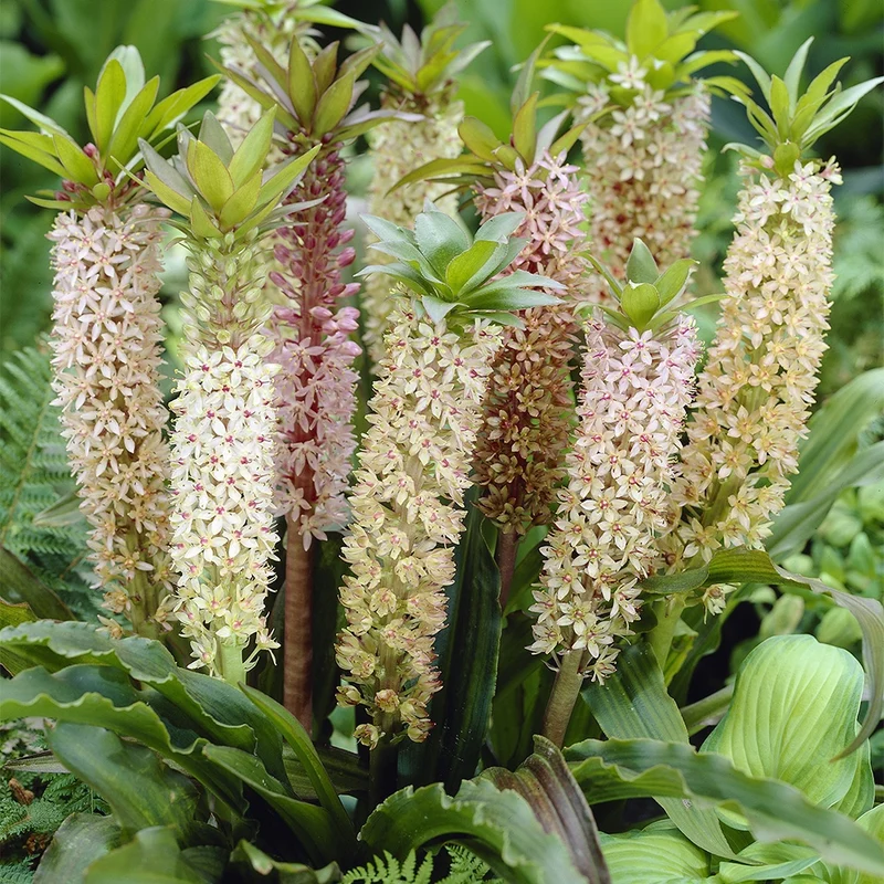 3 Fleurs ananas