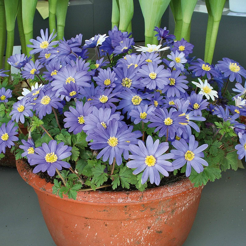 65 bulbes bleu/jaune attirant les abeilles