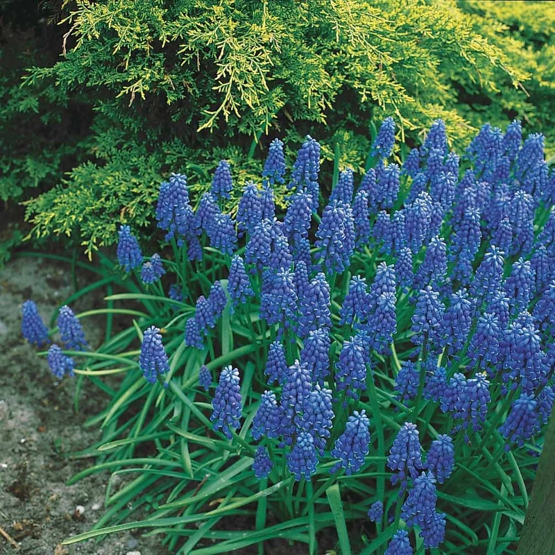 65 bulbes bleu/jaune attirant les abeilles