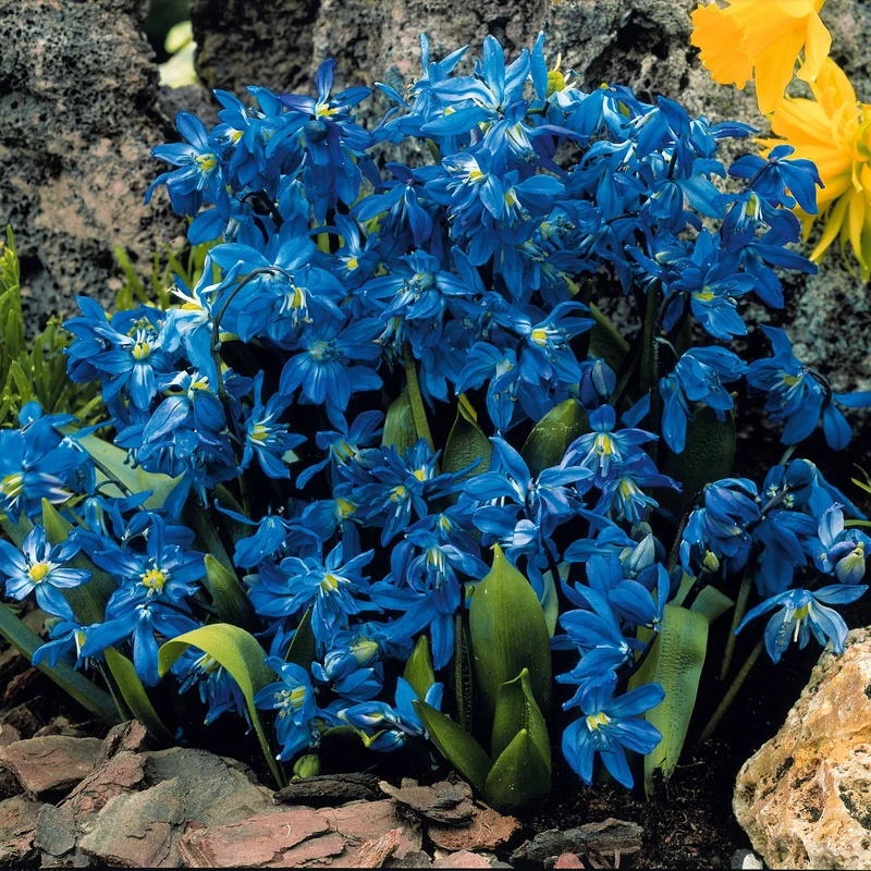 65 bulbes bleu/jaune attirant les abeilles