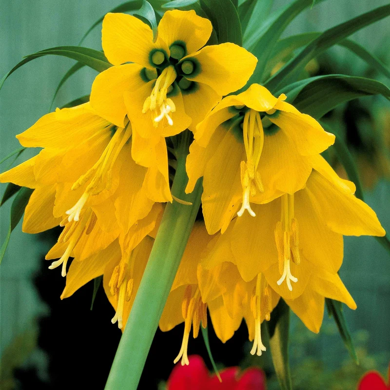 65 bulbes bleu/jaune attirant les abeilles
