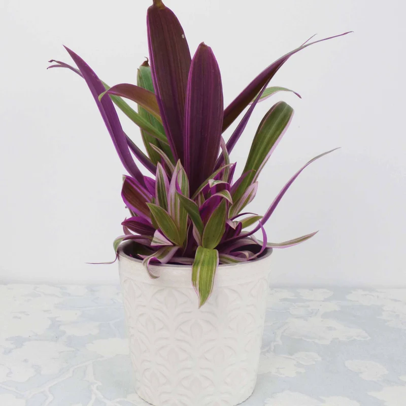 Tradescantia Purple Flame