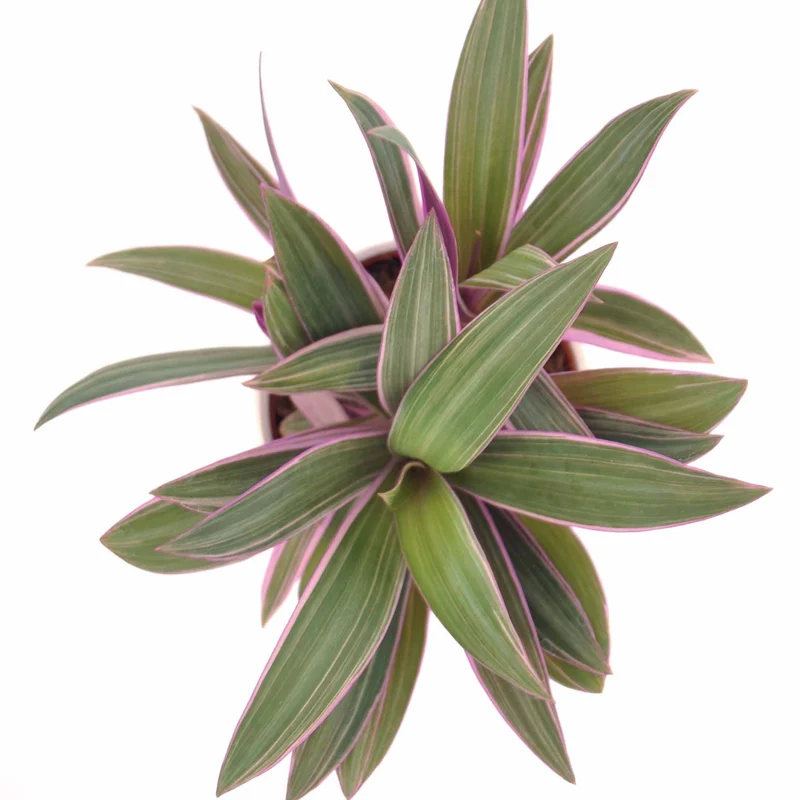 Tradescantia Purple Flame