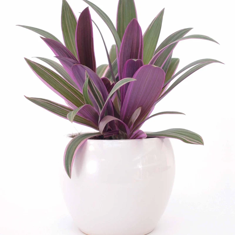 Tradescantia Purple Flame