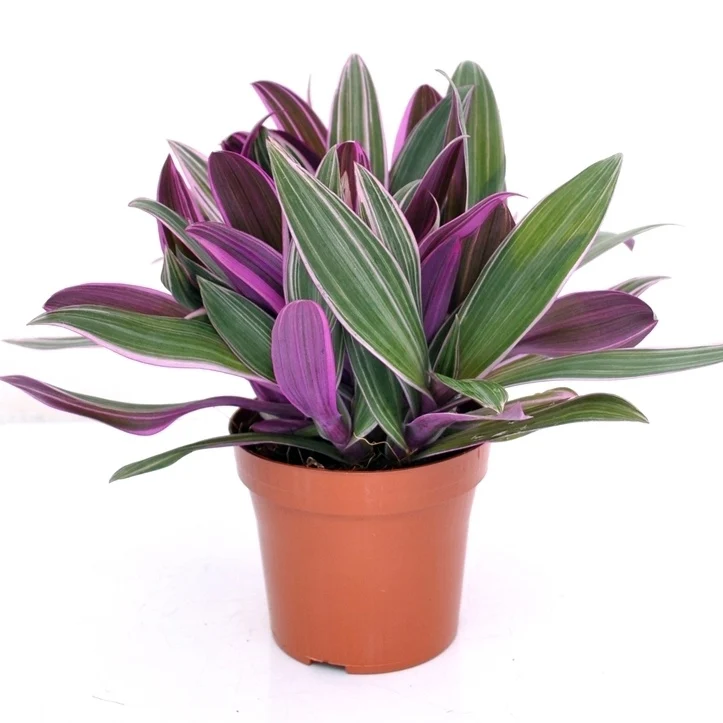 Tradescantia Purple Flame