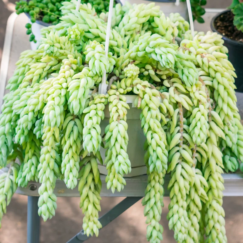 Sedum burrito