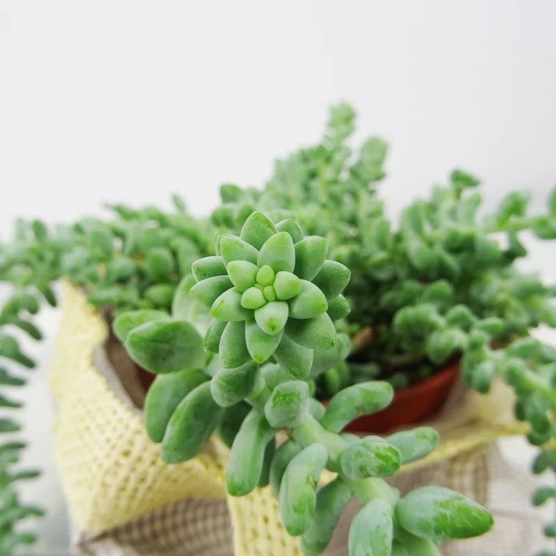 Sedum burrito